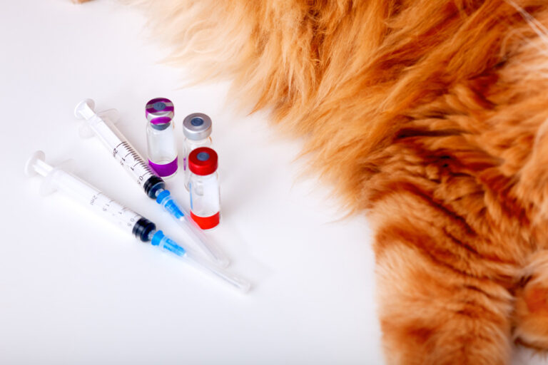 Cat Vaccination