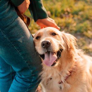 adult dog