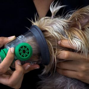 dog anesthesia