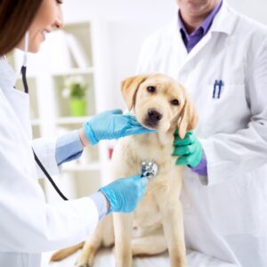 dog medical assessment