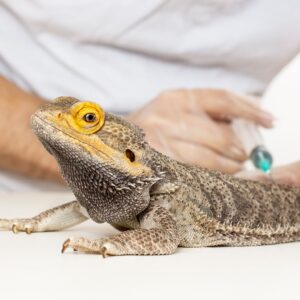 iguana at the vet