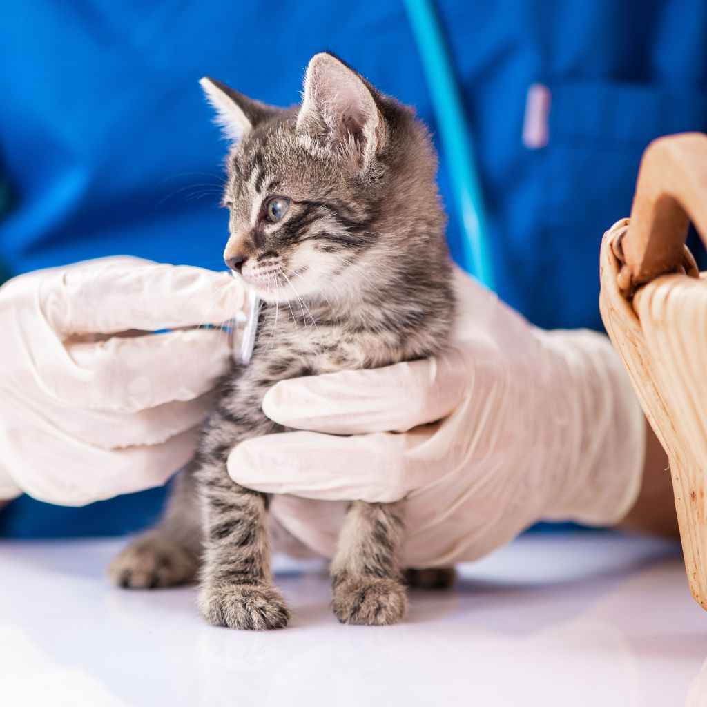 kitten vet