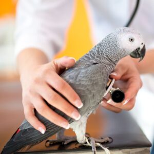 parrot at the vet