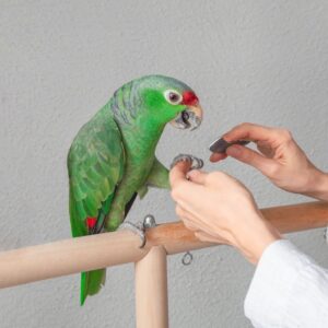 parrot nail clip