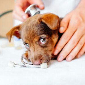 puppy vet