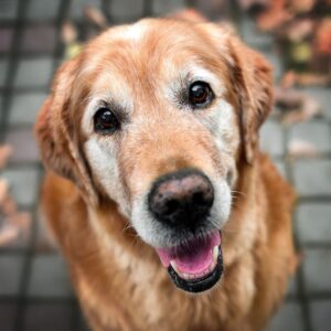 senior dog