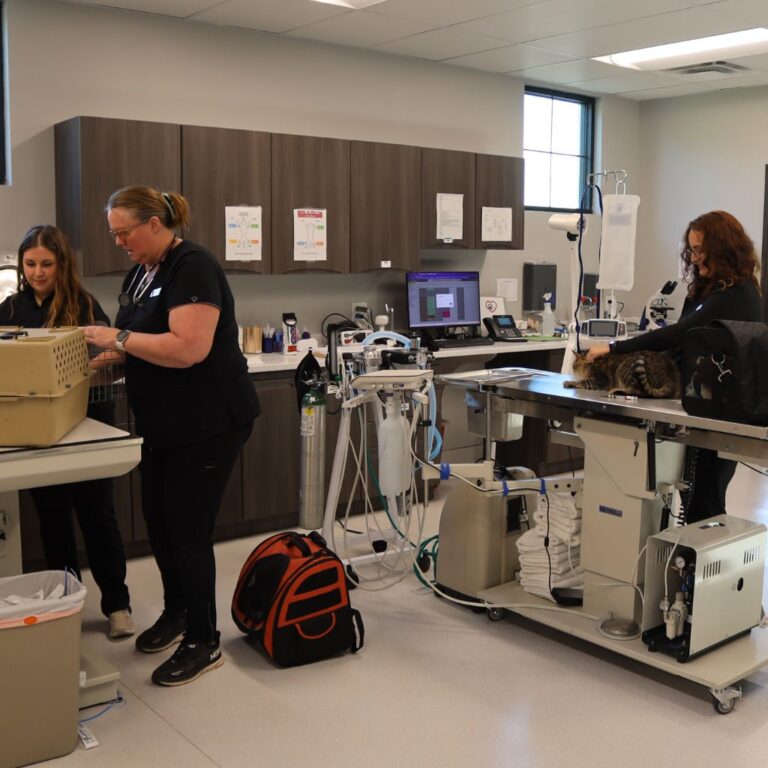 staff at murieta pet hospital