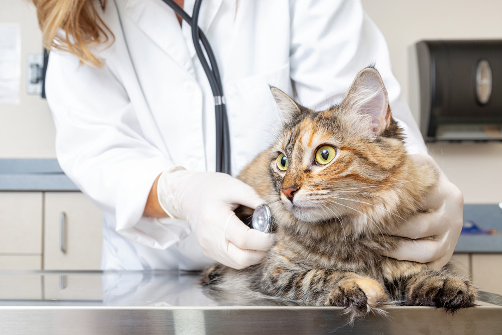 veterinarian