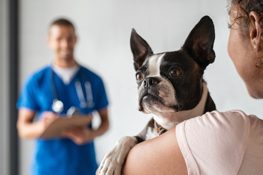 Closeup of cute boston terrier dog at clinic with owner. African woman carrying her pet at vet hospital. Girl holding puppy and visiting clinic for regular checkup. Pet care concept.