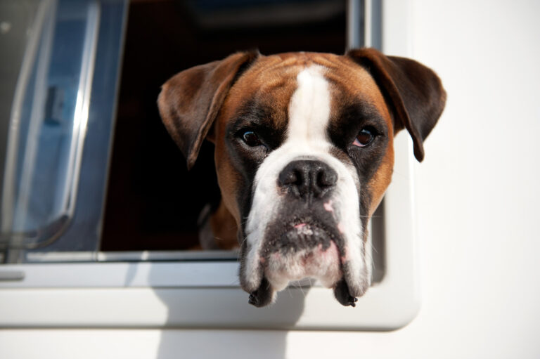 Pure breed Bull dog is looking out of the car window