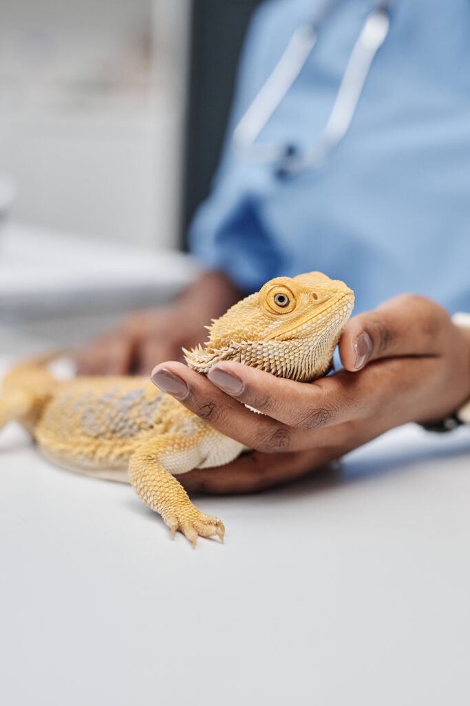 AdobeStock 878590108 - Murieta Pet Hospital