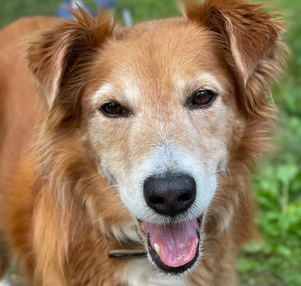 AdobeStock 1180288746 scaled e1758385428617 - Murieta Pet Hospital