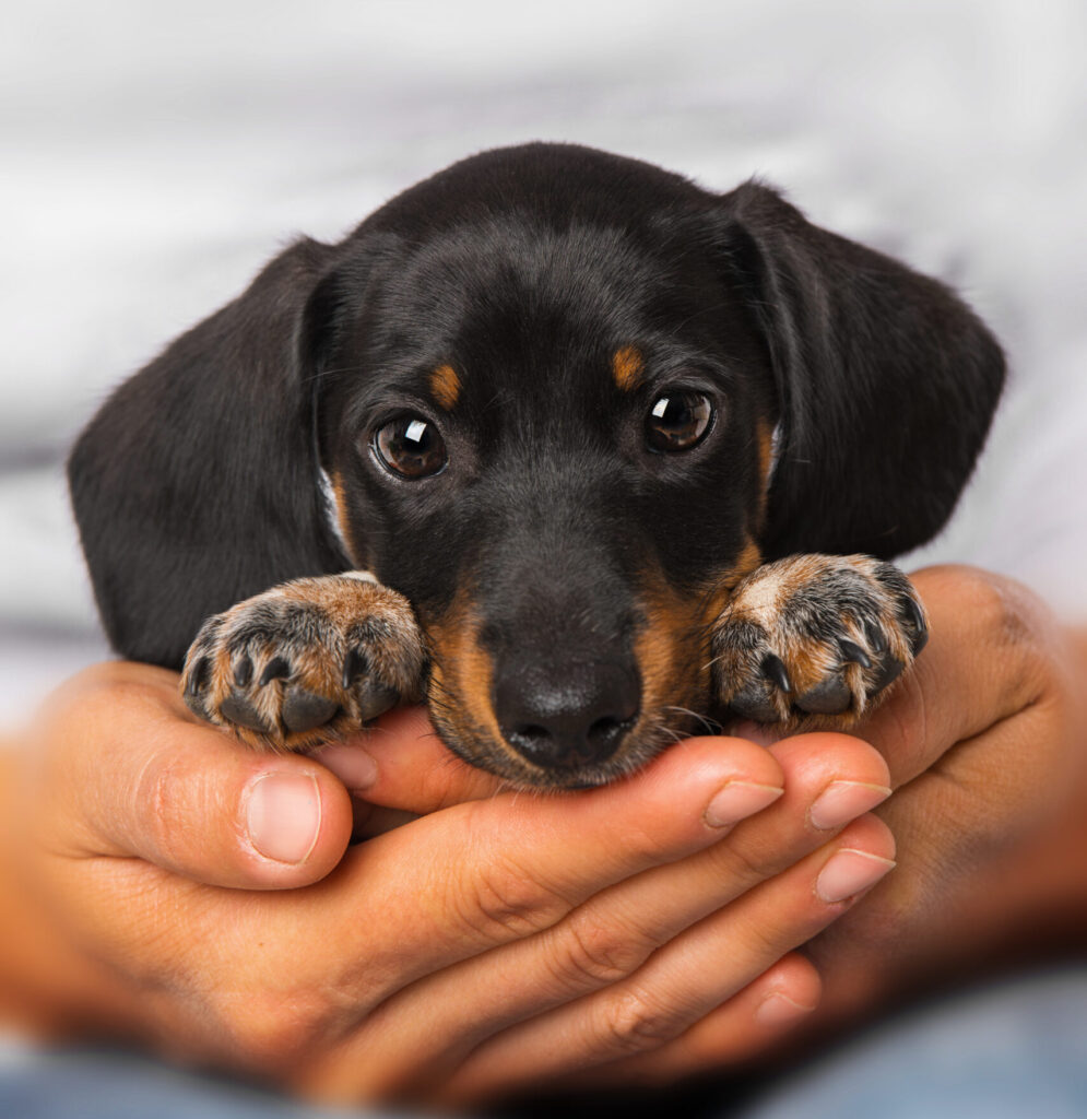 AdobeStock 274483045 scaled e1758385778423 - Murieta Pet Hospital
