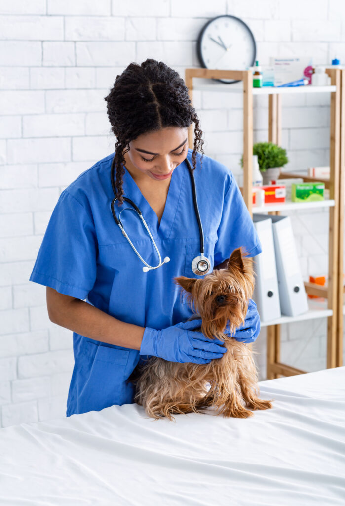 AdobeStock 348331069 - Murieta Pet Hospital