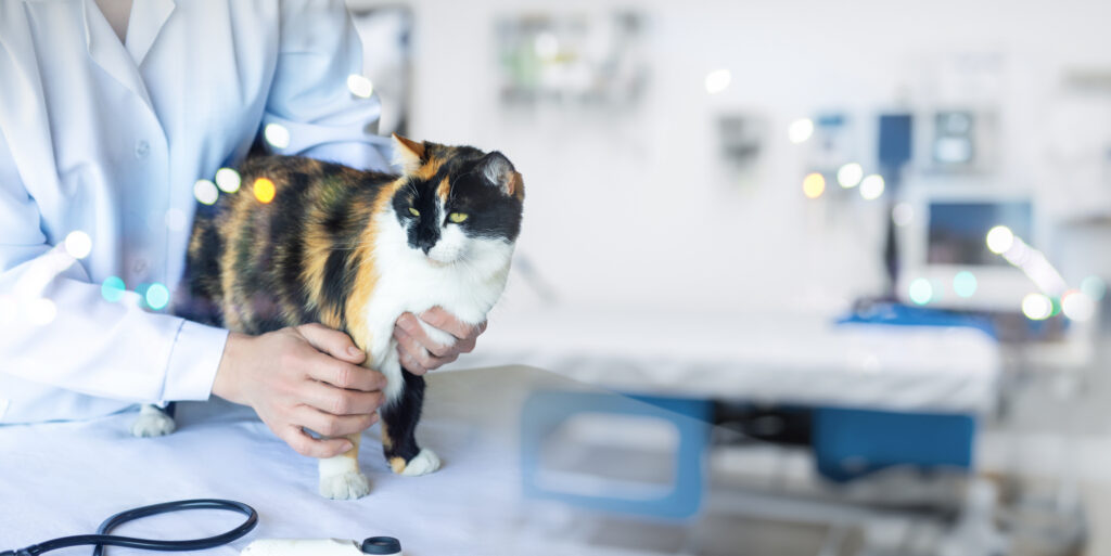 AdobeStock 1429338046 - Murieta Pet Hospital