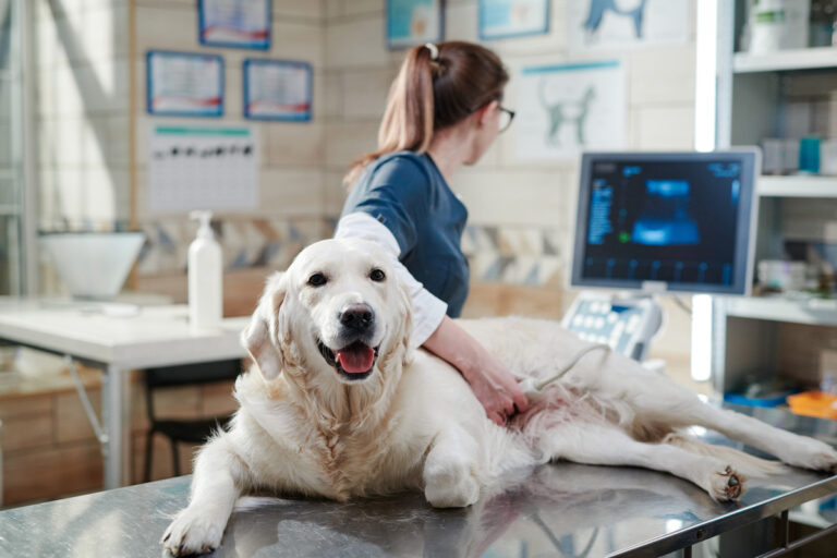 Doctor performing an ultrasound scan on dog