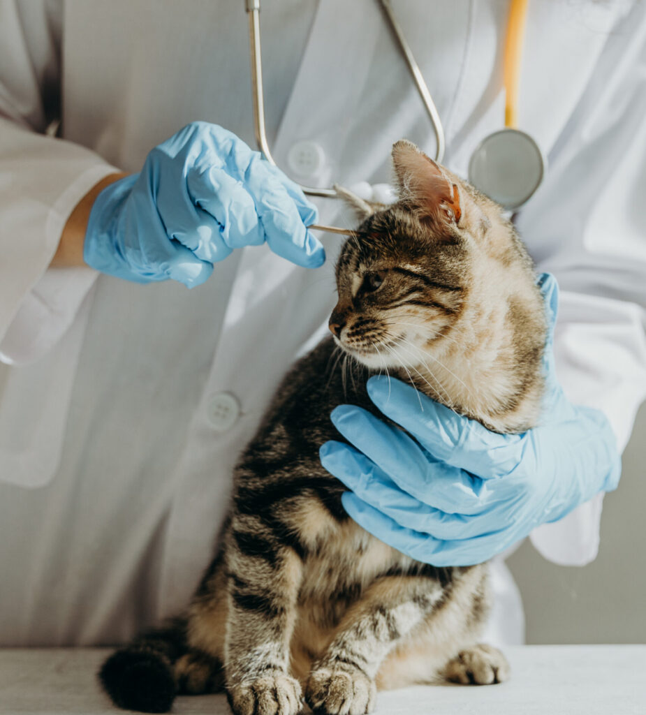 AdobeStock 1095499976 scaled e1765121222581 - Murieta Pet Hospital