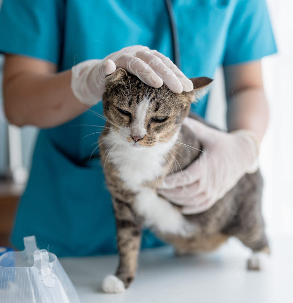AdobeStock 1805737202 scaled e1765121118343 - Murieta Pet Hospital