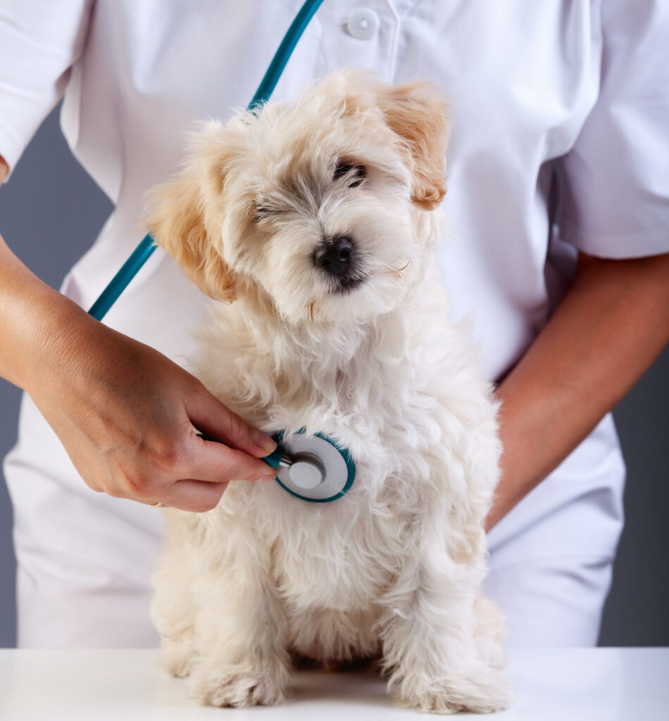 AdobeStock 48772733 scaled e1765121459618 - Murieta Pet Hospital