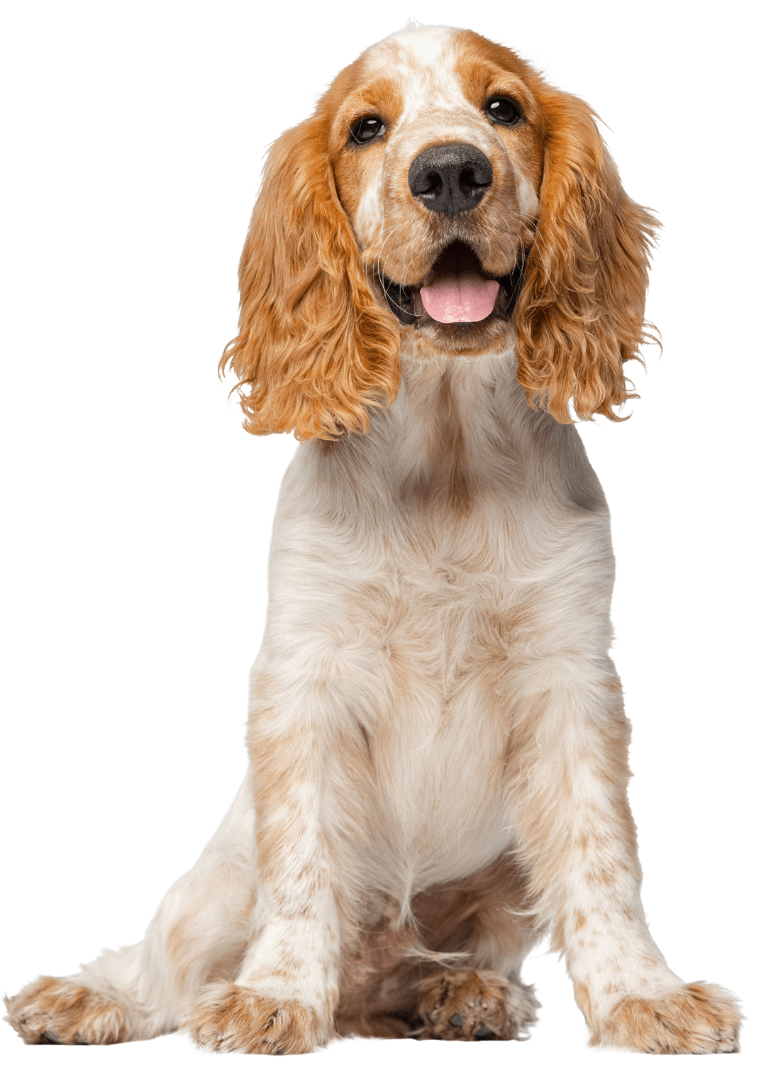 orange and white cocker spaniel dog sitting