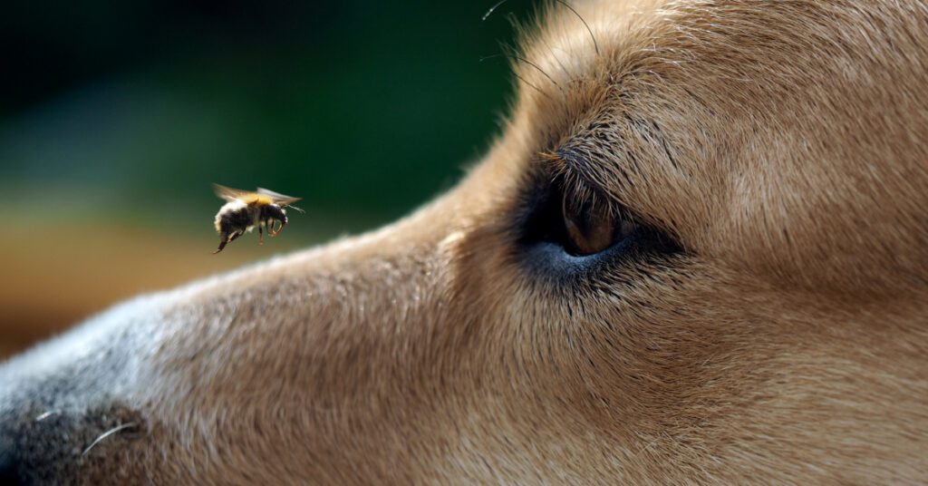 close up of bee flying by a dog's face