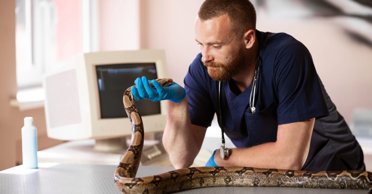 male exotic vet examining a snake at clinic