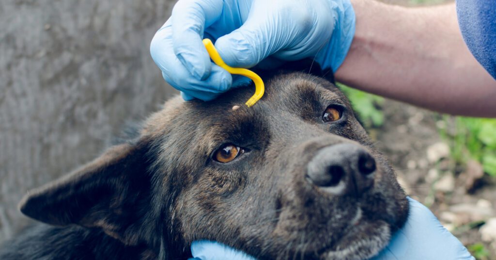 owner wearing gloves removing tick from dog's head