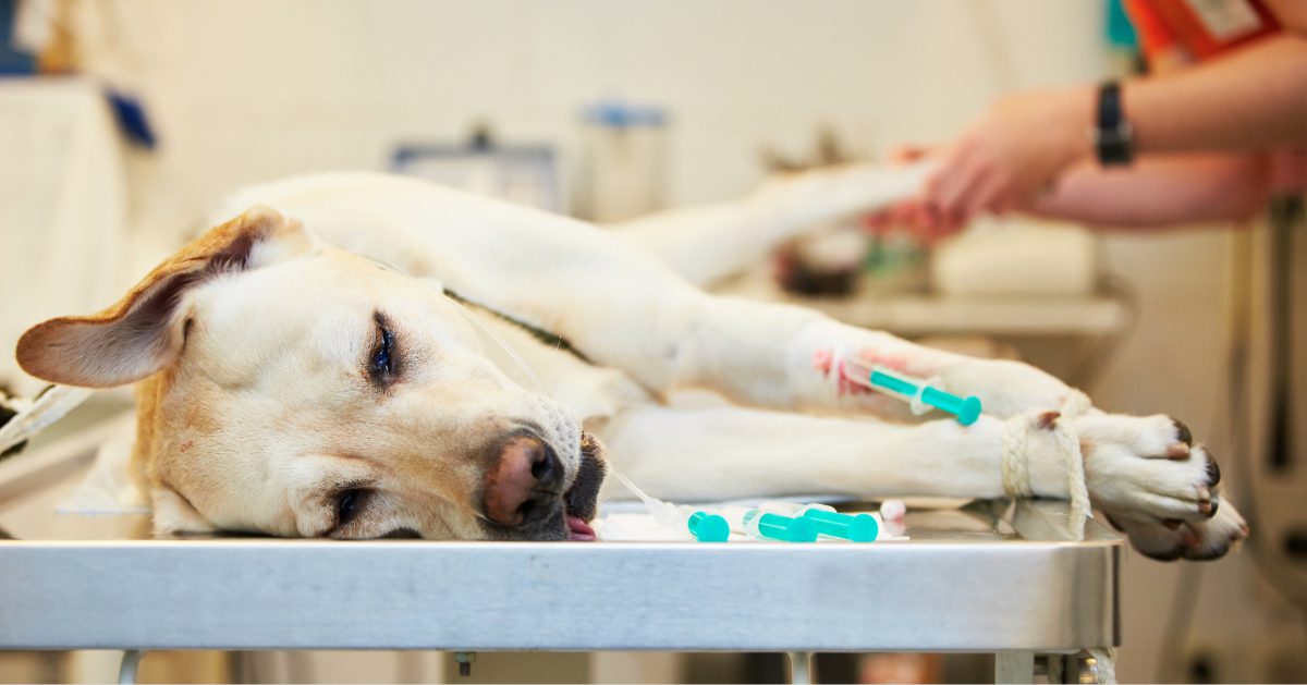 yellow labrador retriever dog at the urgent vet
