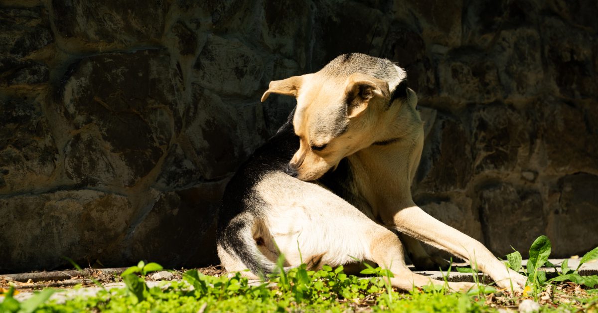 dog laying in the backyard biting itself