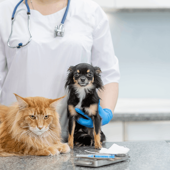 dog and cat sitting with vet