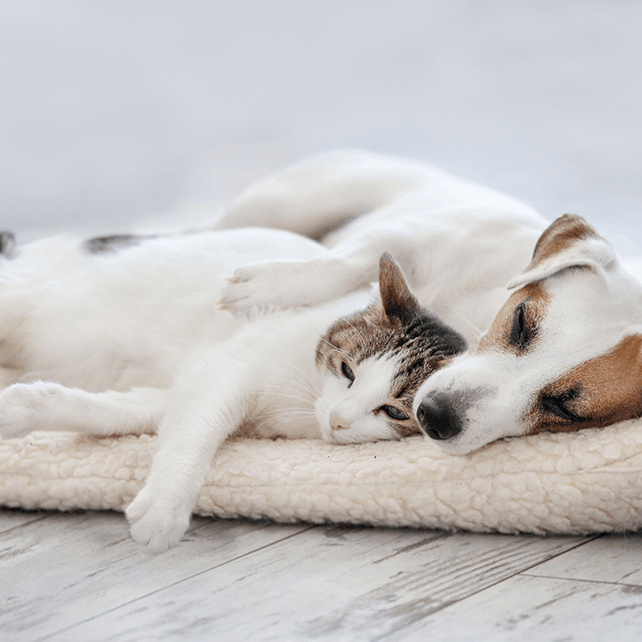 Cat and Dog Laying Together
