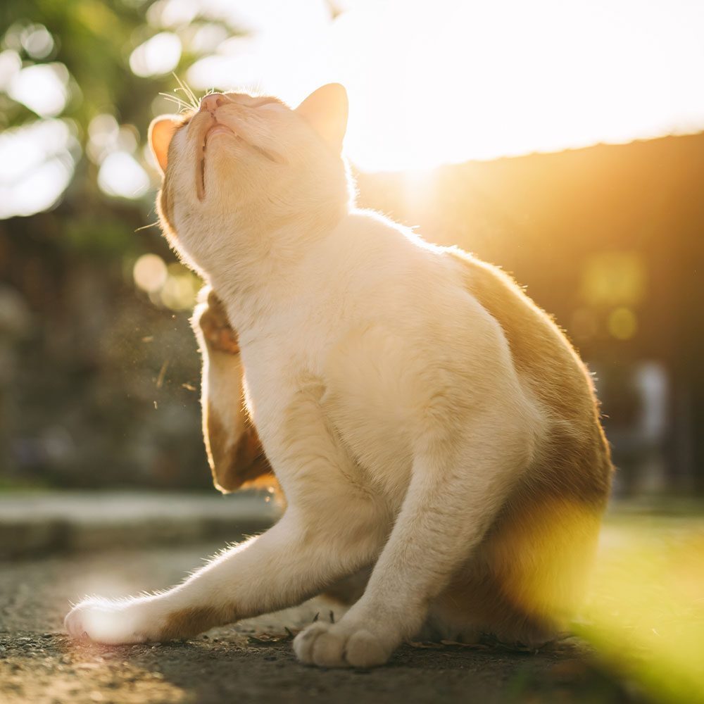 orange and white cat using hind leg to scratch at head outside on sunny day