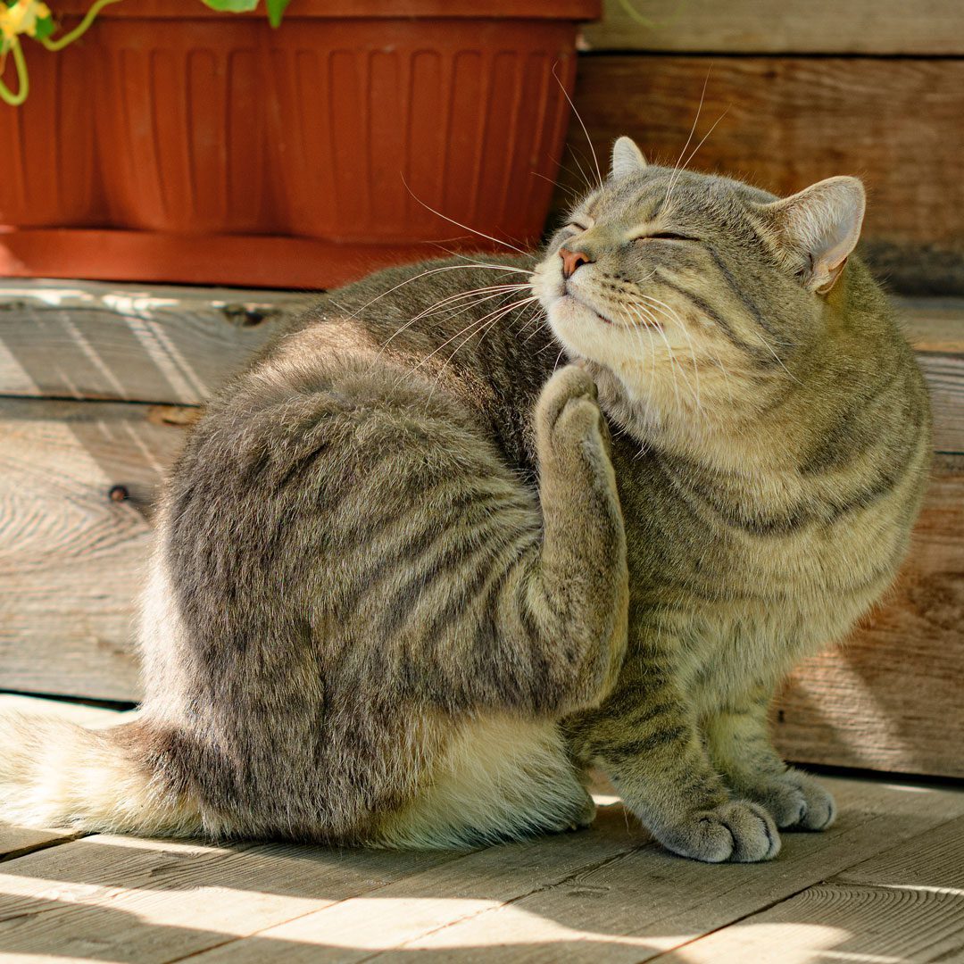 brown tabby cat scratching its chin