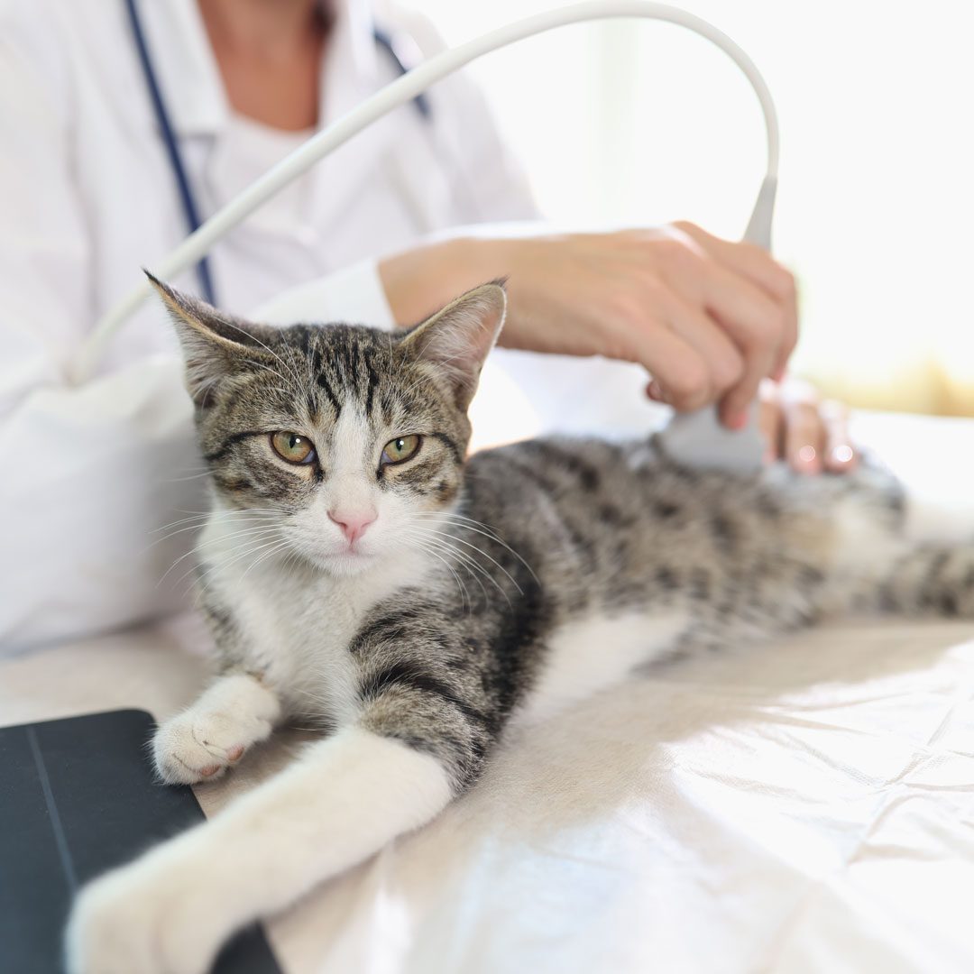 brown and white cat receiving an ultrasound from veterinarian