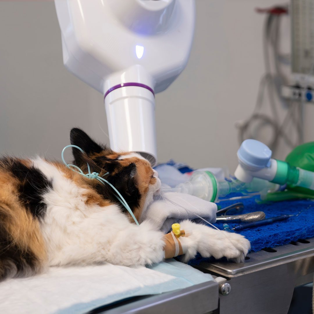 cat under anesthesia laying on table for dental treatment
