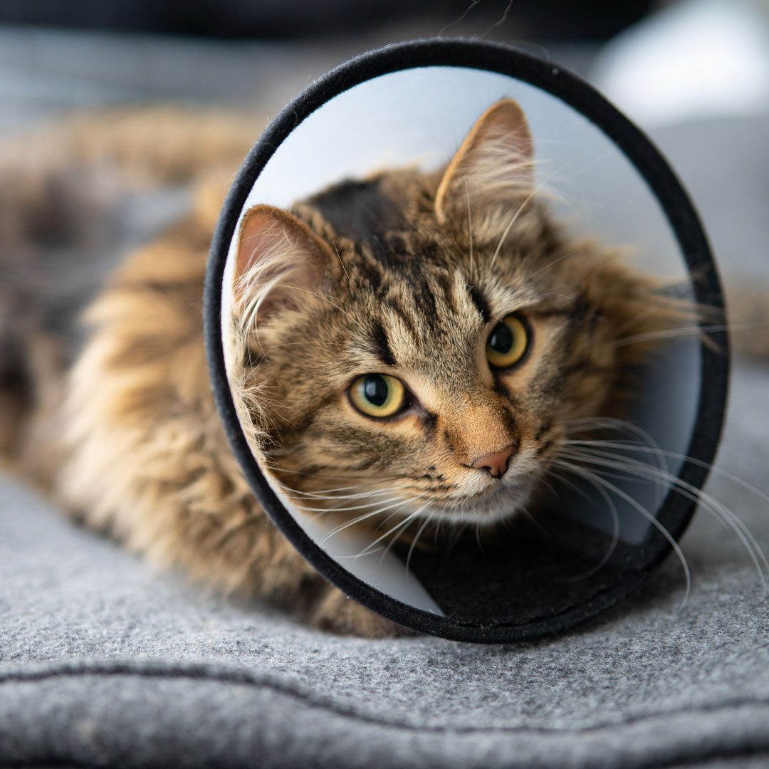 fluffy brown cat recovering from surgery