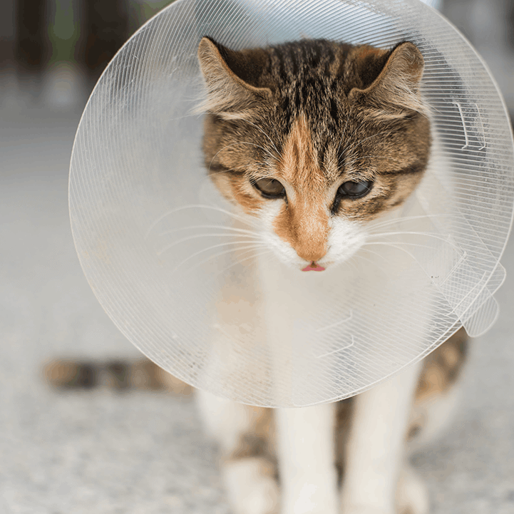Cat With Cone