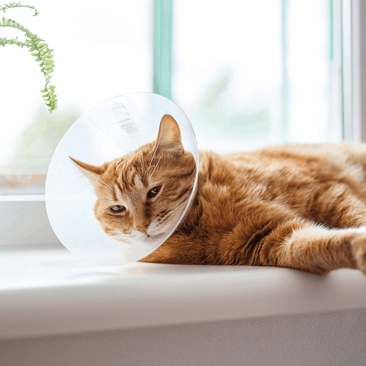 Cat With Cone on Window