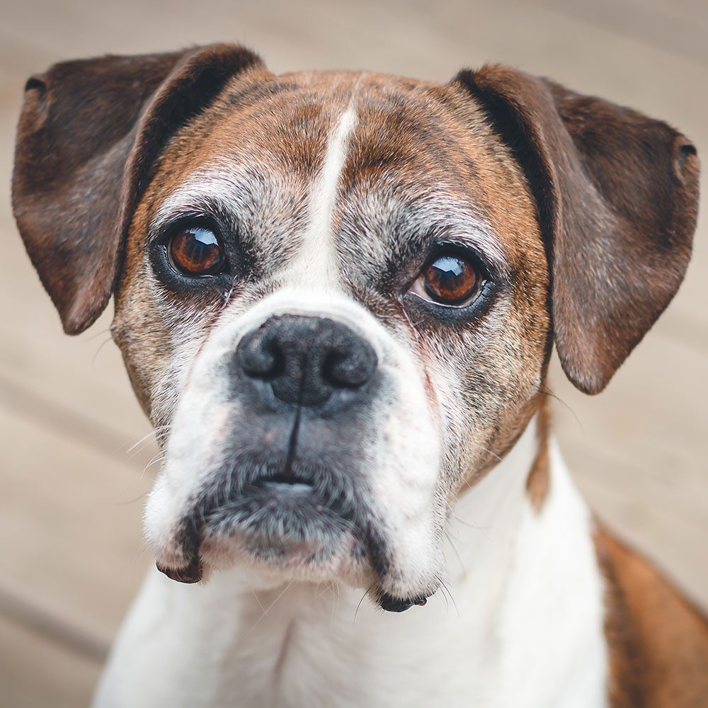 close up of brown and white boxer