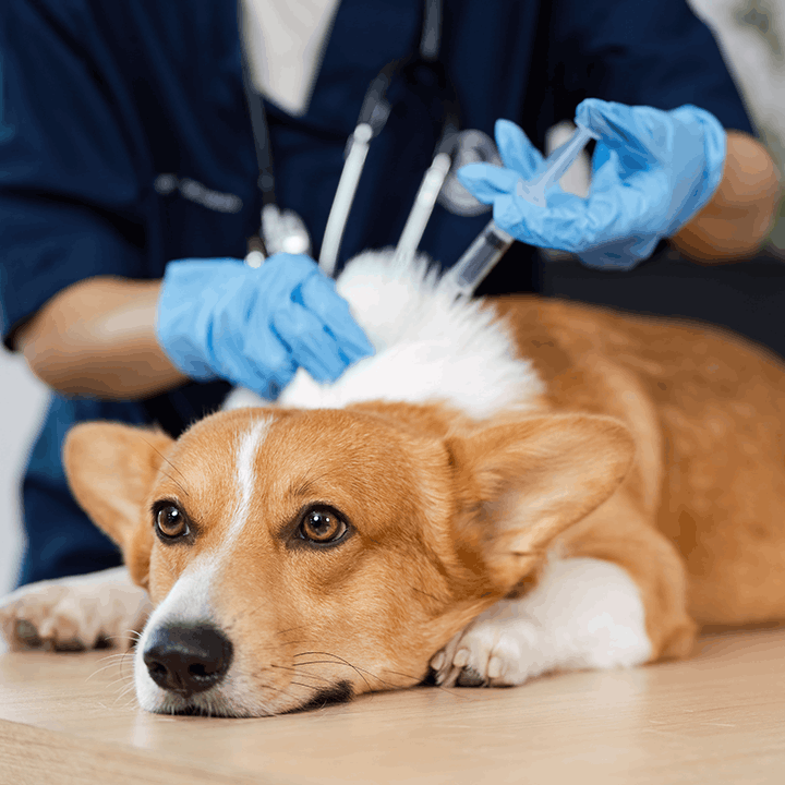 Corgi getting a vaccine