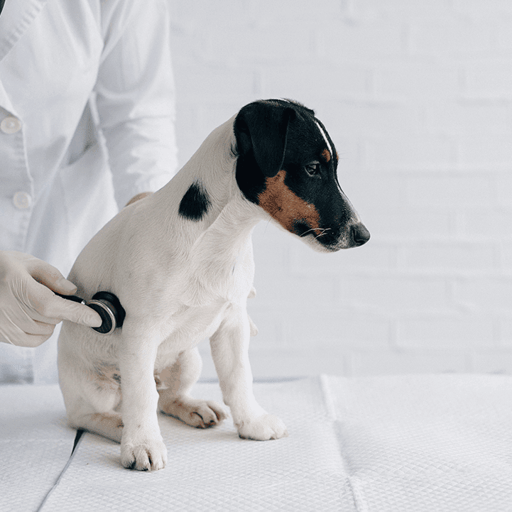 dog with a spot getting a exam with stethoscope