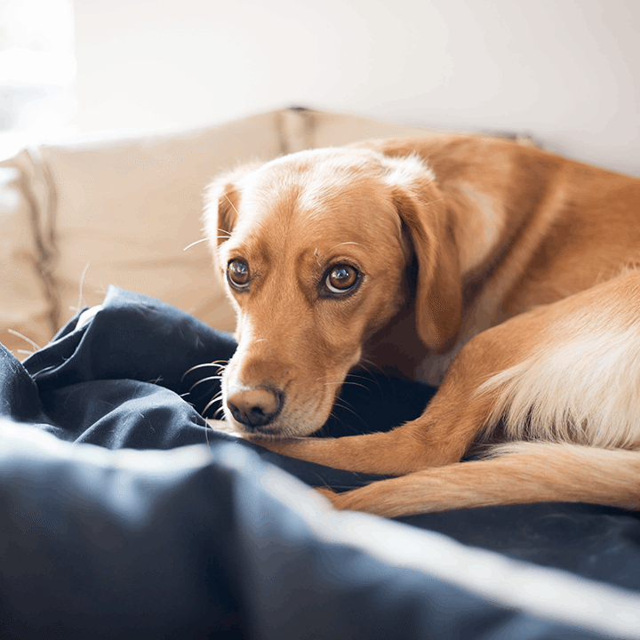 Dog Resting on Couch