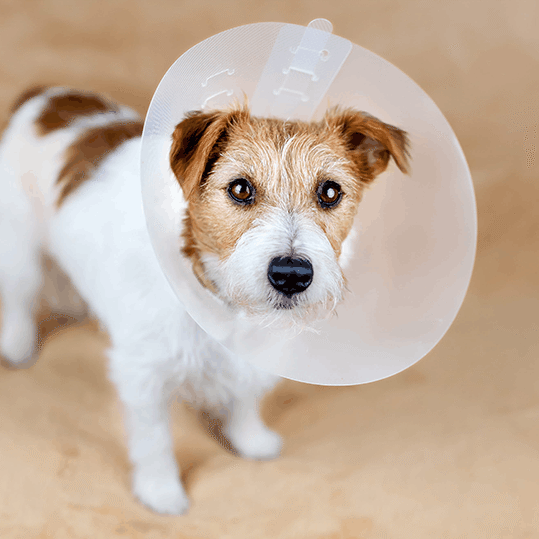 dog wearing a cone