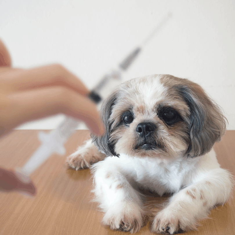 Dog With Vaccine needle