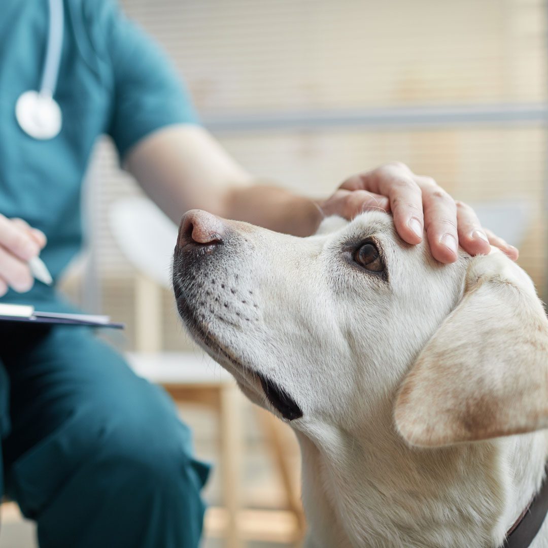 veterinarian petting a dog and writing something on a clipboard