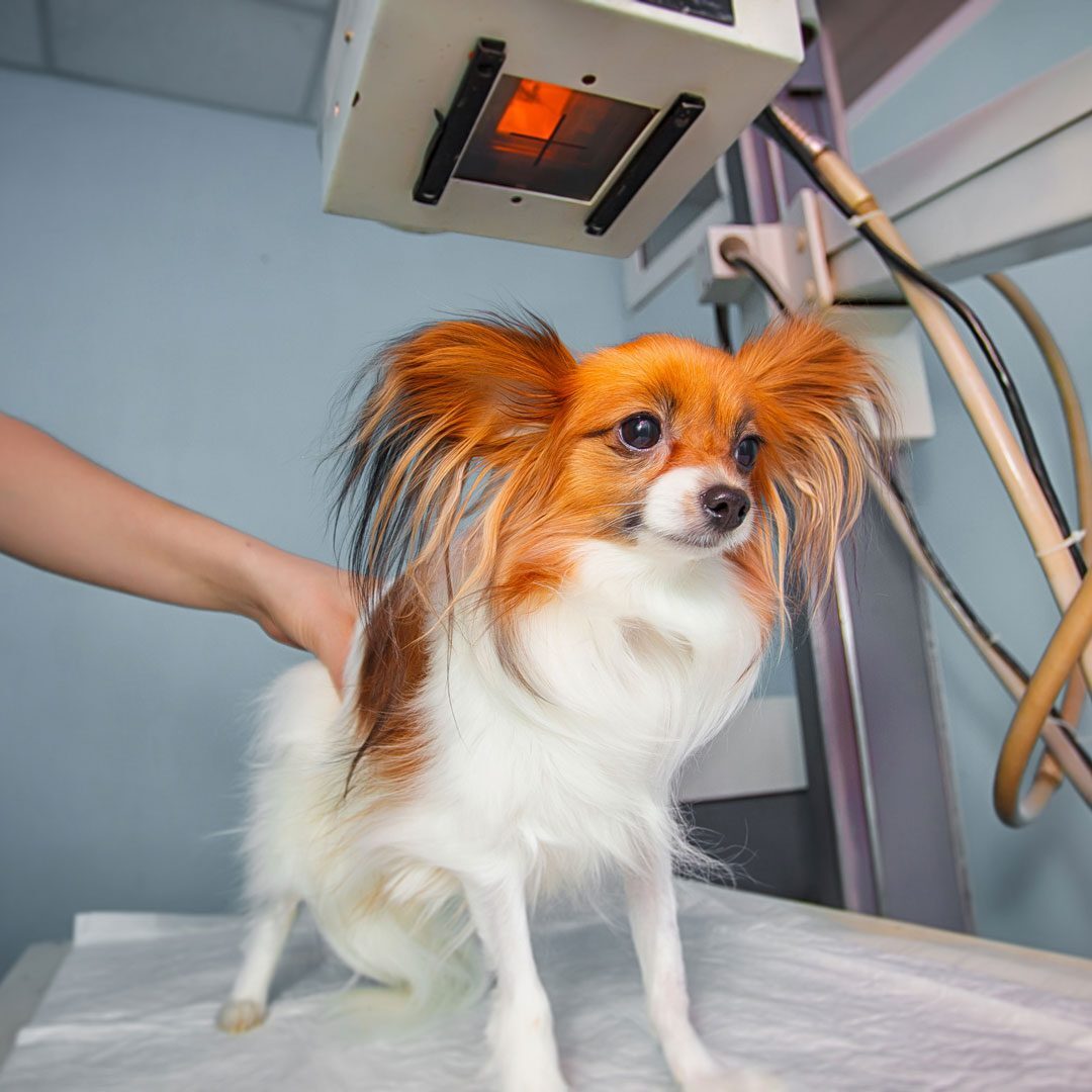 small dog receiving an x-ray examination