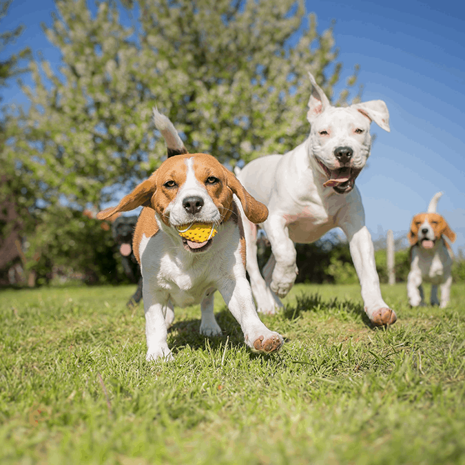 Dogs Playing Outside