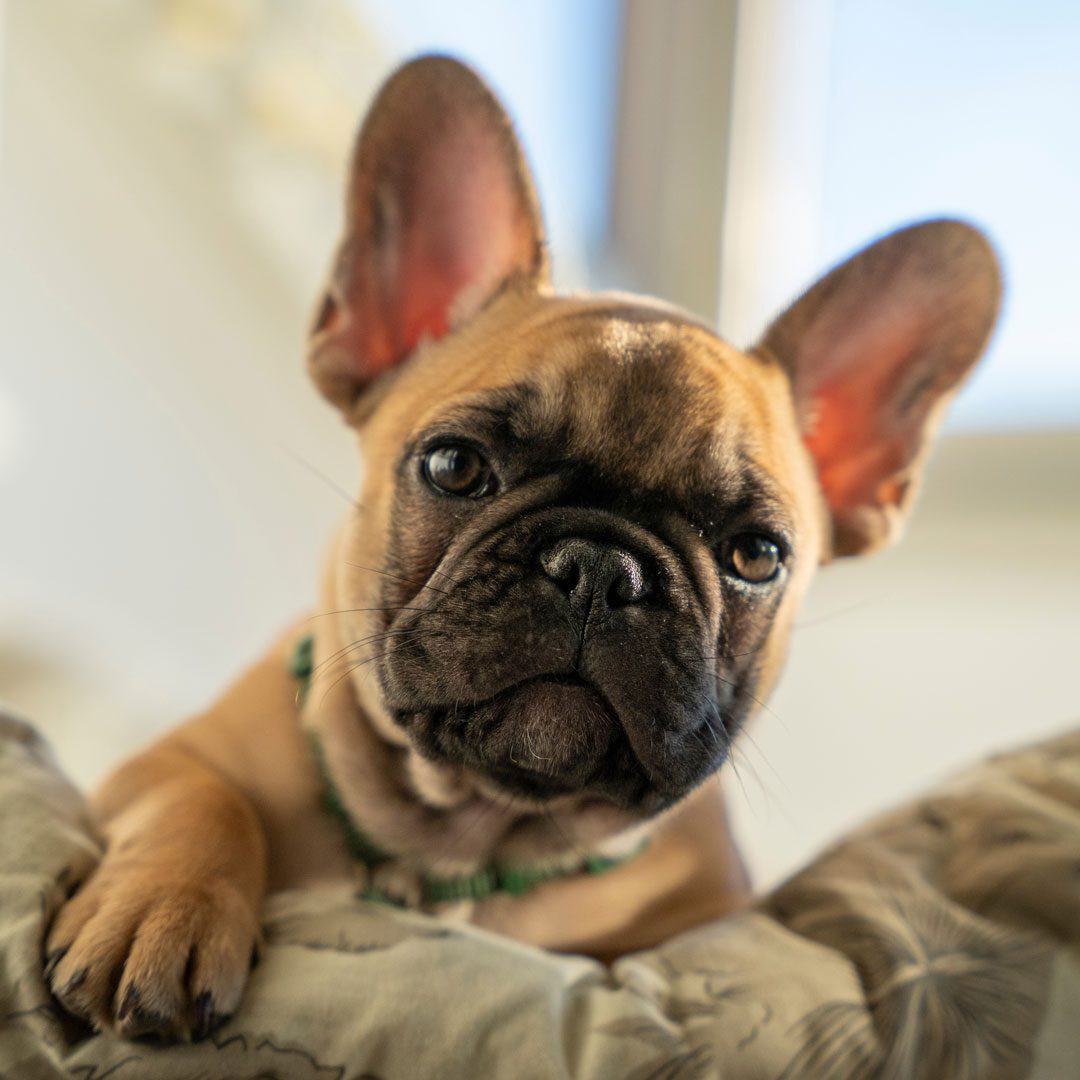 adorable French bulldog puppy laying on a bed