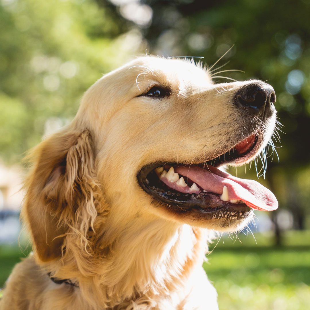 happy Golden Retriever dog outside