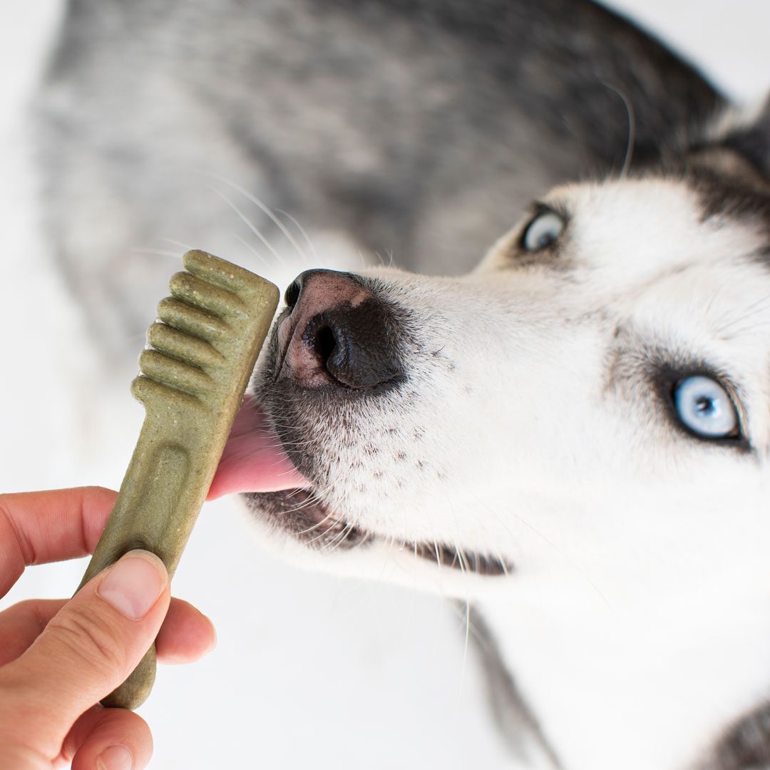 person giving a dental chew treat to a Husky